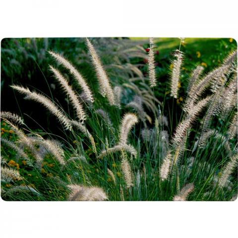 Decorative Cat Tail Grass Growing Along A Walkway Designer Rug - Green / 200cm