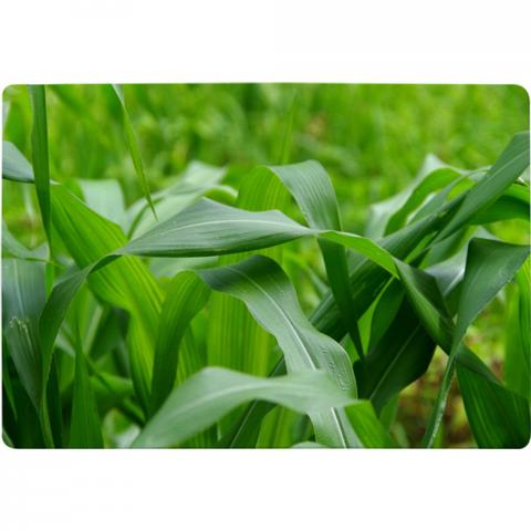 Green Leaves Corn Fields As Background Designer Rug - Green / 200cm